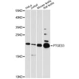Western Blot - Anti-PTGES3 Antibody (A5325) - Antibodies.com