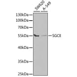 Western Blot - Anti-SGCE/ESG Antibody (A14675) - Antibodies.com