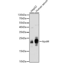 Western Blot - Anti-Apo-M Antibody (A14680) - Antibodies.com