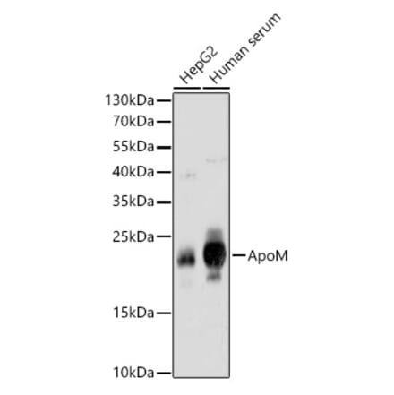 Western Blot - Anti-Apo-M Antibody (A14680) - Antibodies.com