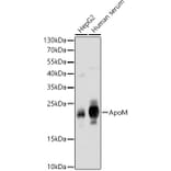 Western Blot - Anti-Apo-M Antibody (A14680) - Antibodies.com