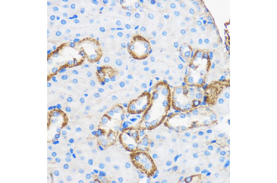Immunohistochemistry - Anti-Apo-M Antibody (A14680) - Antibodies.com