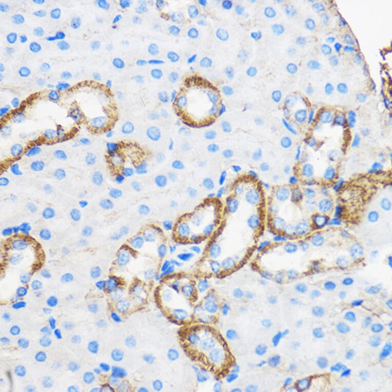 Immunohistochemistry - Anti-Apo-M Antibody (A14680) - Antibodies.com
