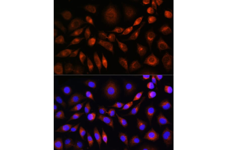 Immunofluorescence - Anti-Apo-M Antibody (A14680) - Antibodies.com
