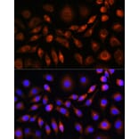 Immunofluorescence - Anti-Apo-M Antibody (A14680) - Antibodies.com