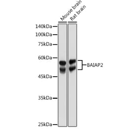Western Blot - Anti-IRSp53 Antibody (A14681) - Antibodies.com