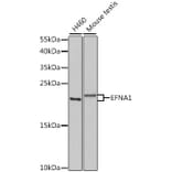 Western Blot - Anti-Ephrin A1 Antibody (A14683) - Antibodies.com