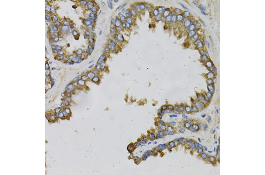 Immunohistochemistry - Anti-Ephrin A1 Antibody (A14683) - Antibodies.com
