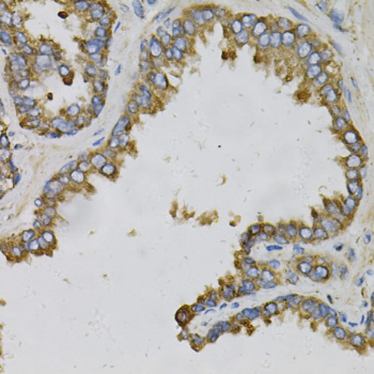 Immunohistochemistry - Anti-Ephrin A1 Antibody (A14683) - Antibodies.com