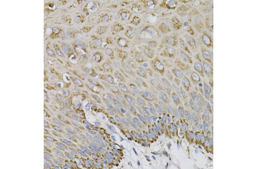 Immunohistochemistry - Anti-Ephrin A1 Antibody (A14683) - Antibodies.com