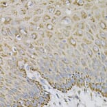 Immunohistochemistry - Anti-Ephrin A1 Antibody (A14683) - Antibodies.com