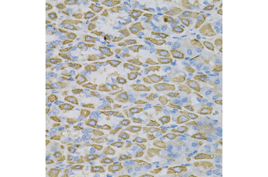 Immunohistochemistry - Anti-Ephrin A1 Antibody (A14683) - Antibodies.com