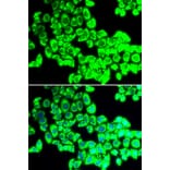 Immunofluorescence - Anti-G3BP1 Antibody (A5342) - Antibodies.com