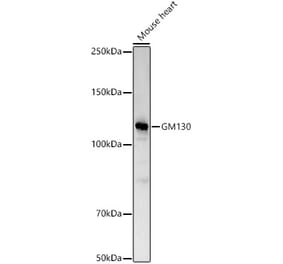 Western Blot - Anti-GM130 Antibody (A14686) - Antibodies.com