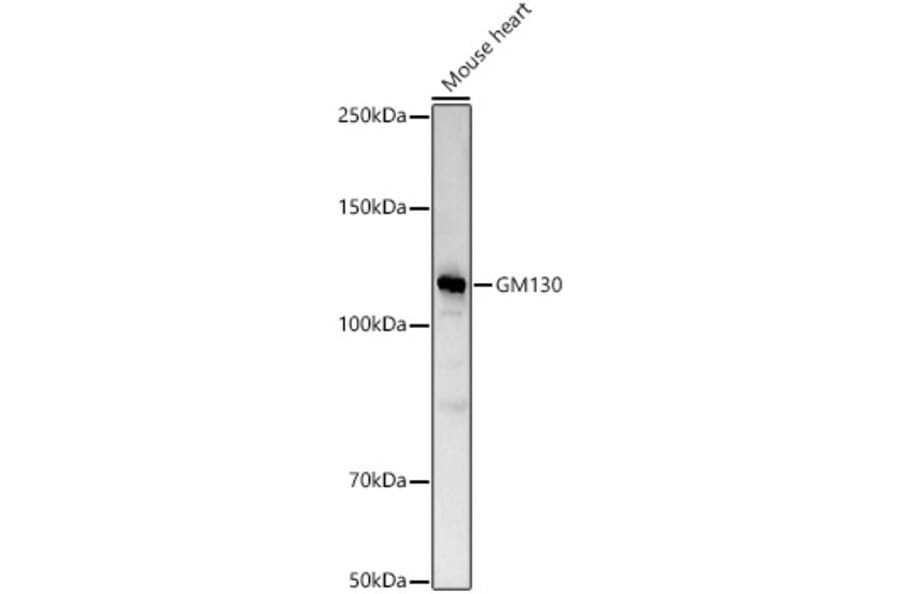 Western Blot - Anti-GM130 Antibody (A14686) - Antibodies.com