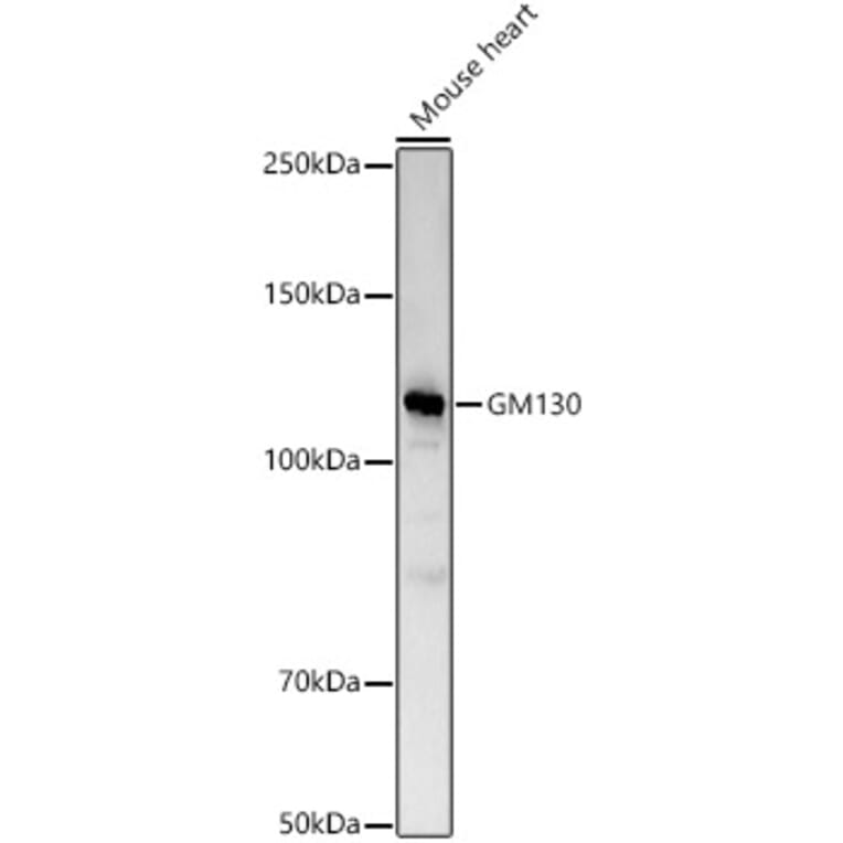 Western Blot - Anti-GM130 Antibody (A14686) - Antibodies.com