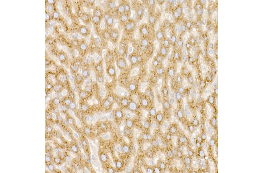 Immunohistochemistry - Anti-GM130 Antibody (A14686) - Antibodies.com
