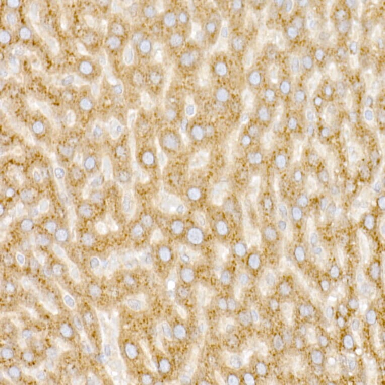 Immunohistochemistry - Anti-GM130 Antibody (A14686) - Antibodies.com