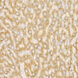 Immunohistochemistry - Anti-GM130 Antibody (A14686) - Antibodies.com