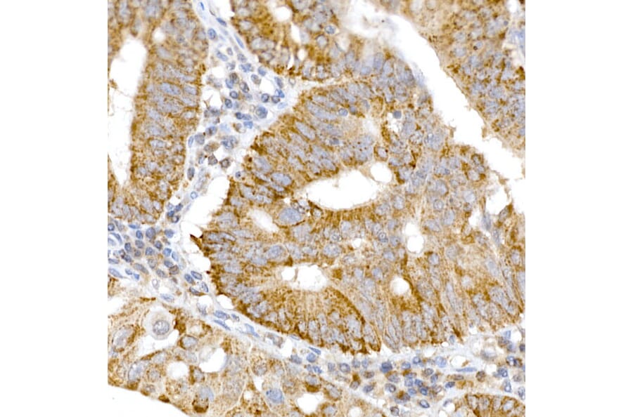 Immunohistochemistry - Anti-GM130 Antibody (A14686) - Antibodies.com