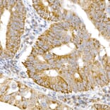 Immunohistochemistry - Anti-GM130 Antibody (A14686) - Antibodies.com