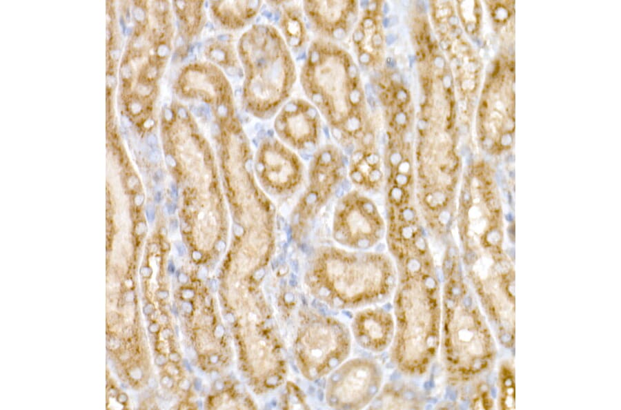 Immunohistochemistry - Anti-GM130 Antibody (A14686) - Antibodies.com