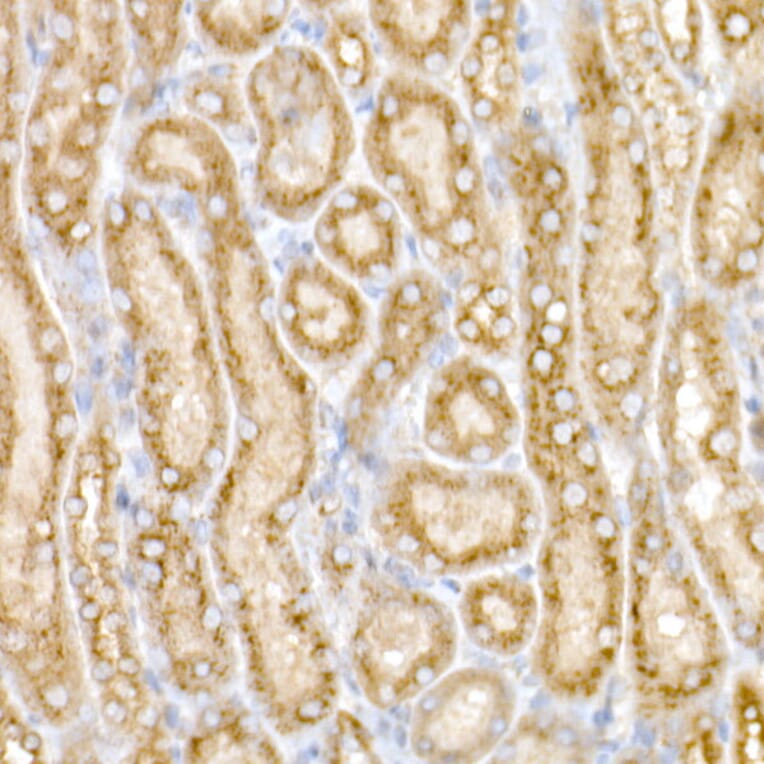 Immunohistochemistry - Anti-GM130 Antibody (A14686) - Antibodies.com