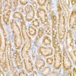 Immunohistochemistry - Anti-GM130 Antibody (A14686) - Antibodies.com