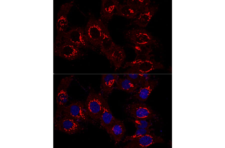 Immunofluorescence - Anti-GM130 Antibody (A14686) - Antibodies.com
