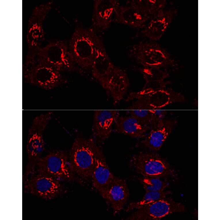 Immunofluorescence - Anti-GM130 Antibody (A14686) - Antibodies.com