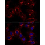 Immunofluorescence - Anti-GM130 Antibody (A14686) - Antibodies.com