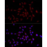 Immunofluorescence - Anti-GM130 Antibody (A14686) - Antibodies.com