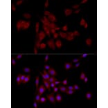 Immunofluorescence - Anti-GM130 Antibody (A14686) - Antibodies.com