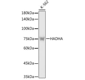 Western Blot - Anti-HADHA Antibody (A14688) - Antibodies.com
