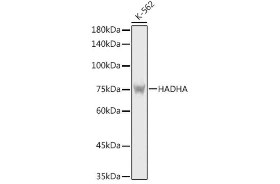 Western Blot - Anti-HADHA Antibody (A14688) - Antibodies.com