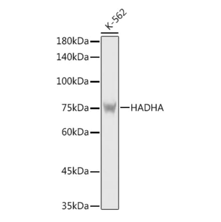 Western Blot - Anti-HADHA Antibody (A14688) - Antibodies.com