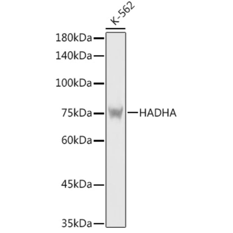 Western Blot - Anti-HADHA Antibody (A14688) - Antibodies.com