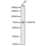 Western Blot - Anti-HADHA Antibody (A14688) - Antibodies.com