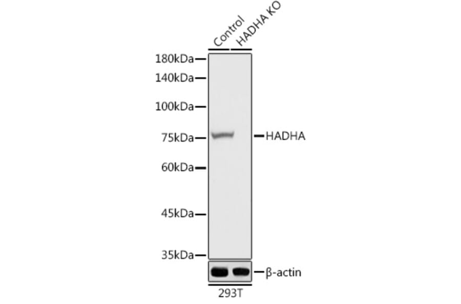 Western Blot - Anti-HADHA Antibody (A14688) - Antibodies.com