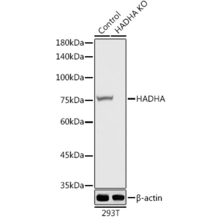 Western Blot - Anti-HADHA Antibody (A14688) - Antibodies.com