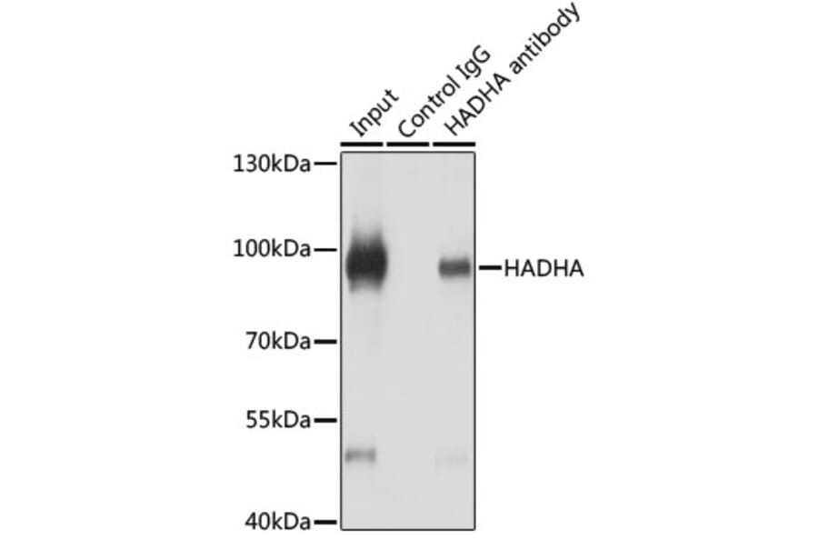 Western Blot - Anti-HADHA Antibody (A14688) - Antibodies.com