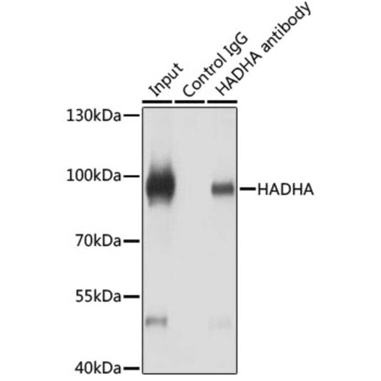 Western Blot - Anti-HADHA Antibody (A14688) - Antibodies.com