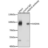 Western Blot - Anti-HADHA Antibody (A14688) - Antibodies.com