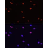 Immunofluorescence - Anti-HDGF Antibody (A14689) - Antibodies.com