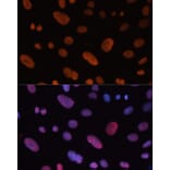 Immunofluorescence - Anti-HDGF Antibody (A14689) - Antibodies.com