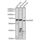 Western Blot - Anti-IL-1RAcP Antibody (A14691) - Antibodies.com