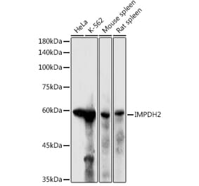 Western Blot - Anti-IMPDH2 Antibody (A14692) - Antibodies.com