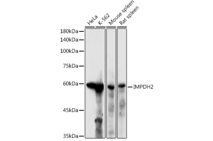 Western Blot - Anti-IMPDH2 Antibody (A14692) - Antibodies.com