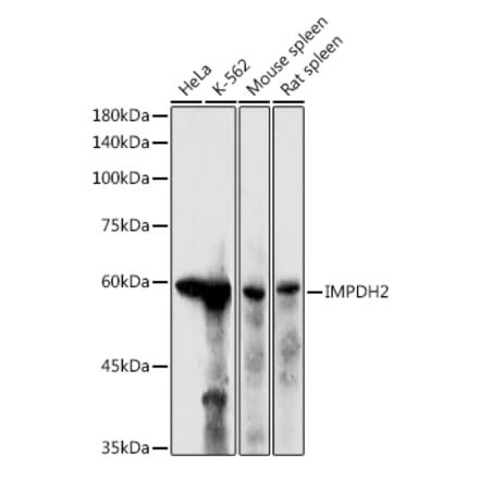 Western Blot - Anti-IMPDH2 Antibody (A14692) - Antibodies.com