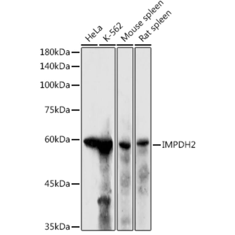 Western Blot - Anti-IMPDH2 Antibody (A14692) - Antibodies.com